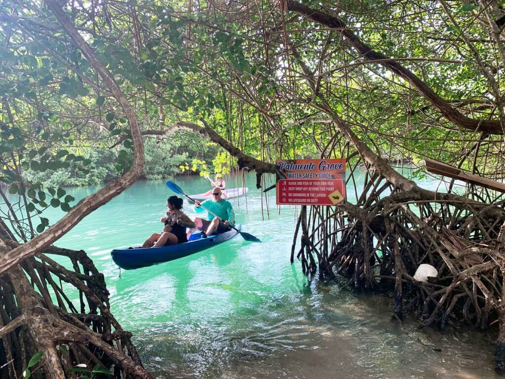 Paddling a kayak through the mangrove channel at Palmento Grove