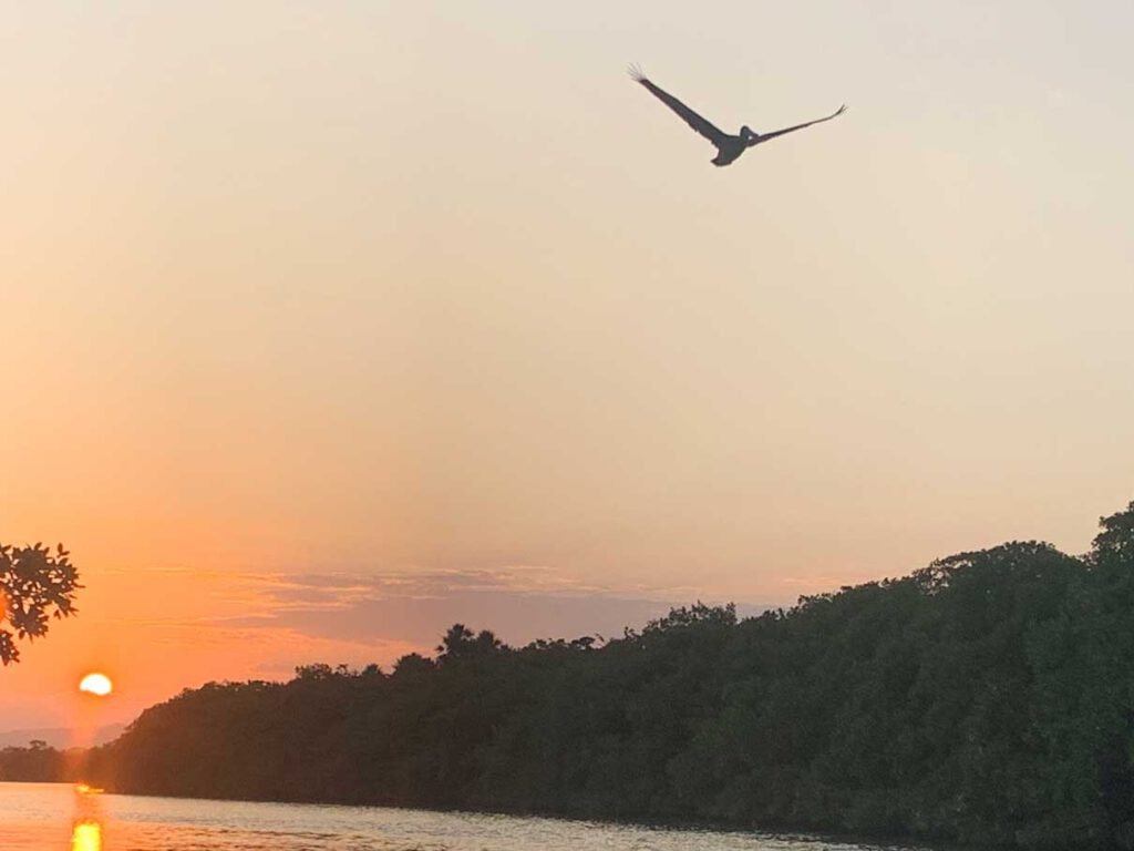 Bird flying over the lagoon at sunset near Hopkins, Belize