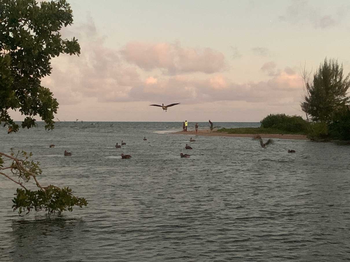 Birds over the water at first light on the lagoon near Hopkins, Belize