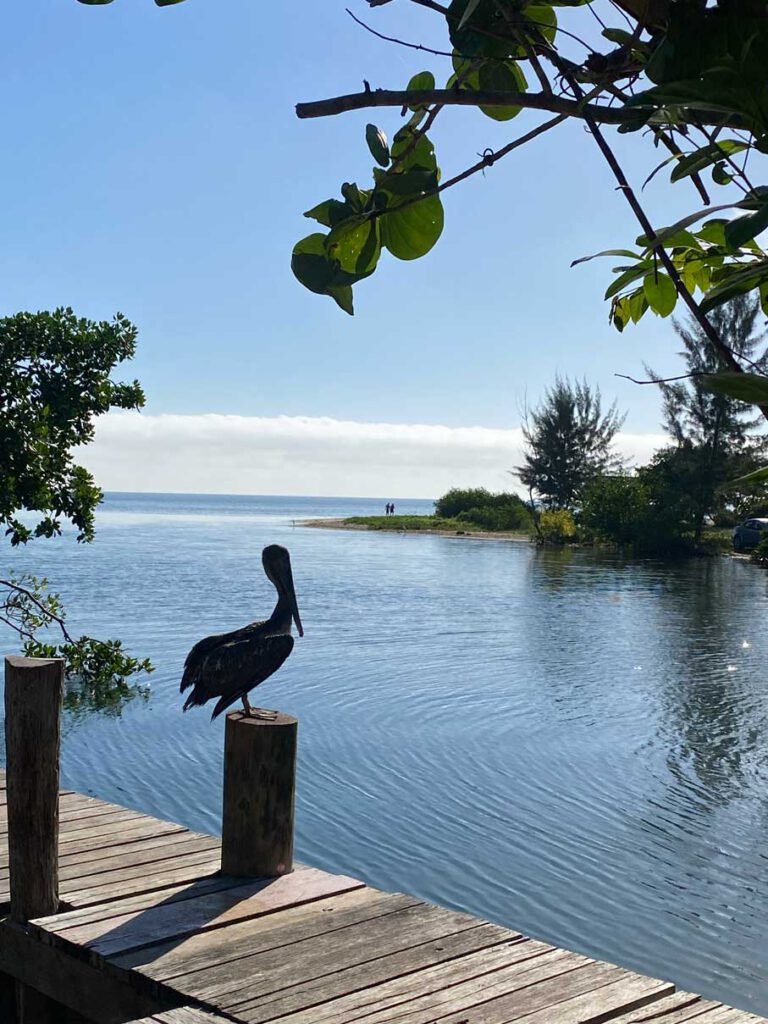 Pelican perched on a dock post over the lagoon at Hopkins, Belize