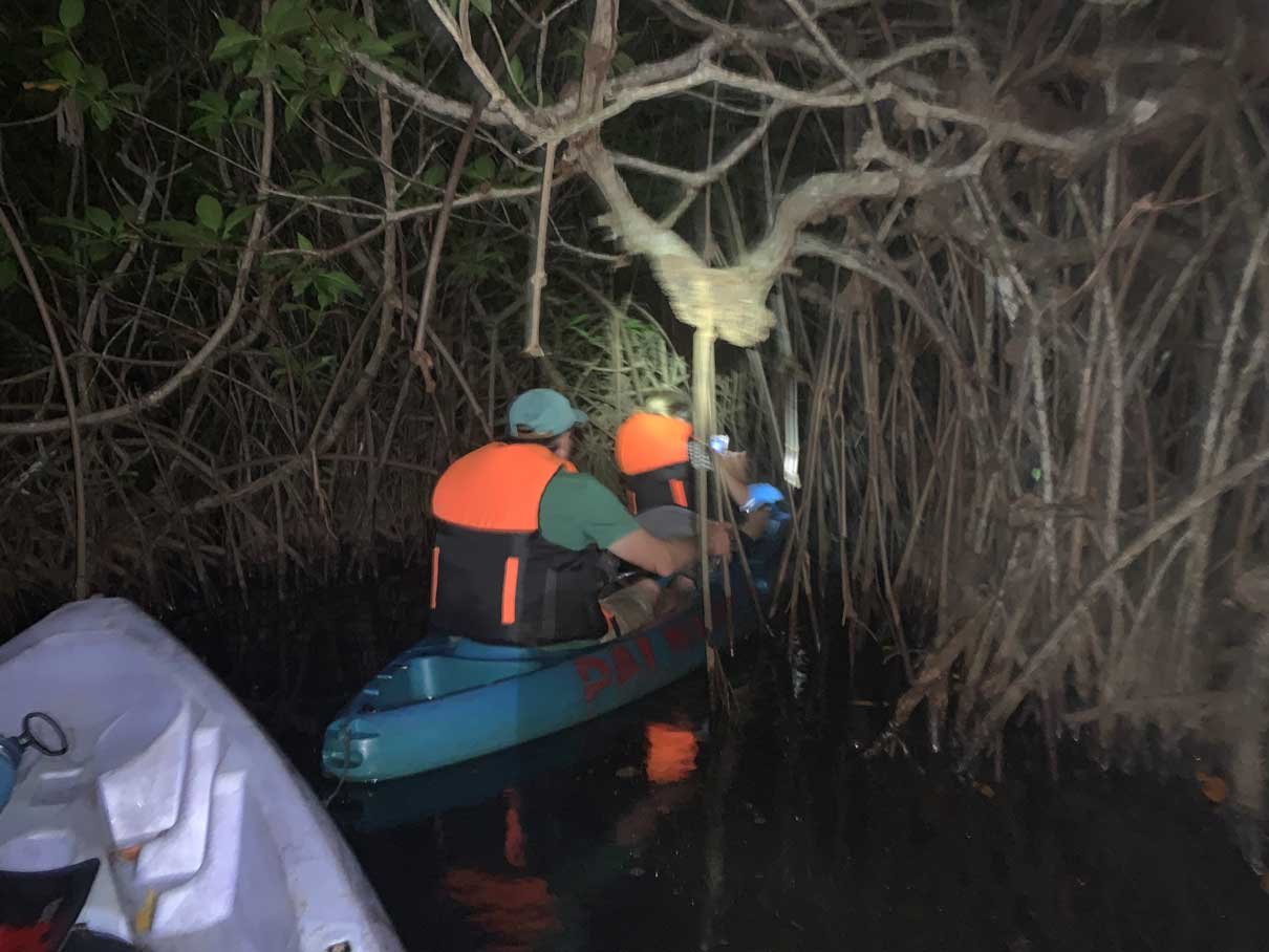 Guide with a torch leading kayakers through the mangroves at night, Hopkins, Belize