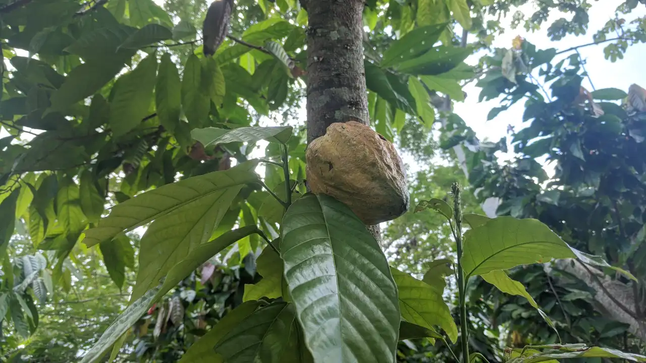 Cacao pod growing on the tree in southern Belize