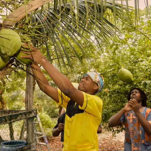 Harvesting coconuts straight off the palm at Palmento Grove, Hopkins, Belize
