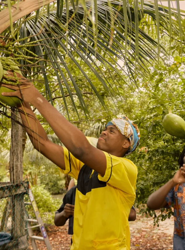 Harvesting coconuts straight off the palm at Palmento Grove, Hopkins, Belize