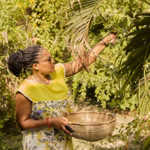 Gathering herbs and flowers into a woven basket in the garden at Palmento Grove, Hopkins, Belize