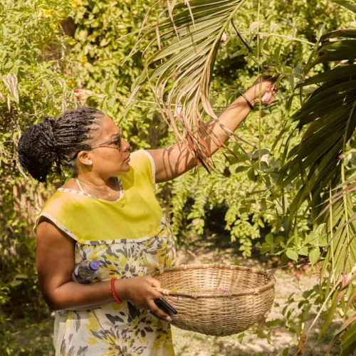 Gathering herbs and flowers into a woven basket in the garden at Palmento Grove, Hopkins, Belize