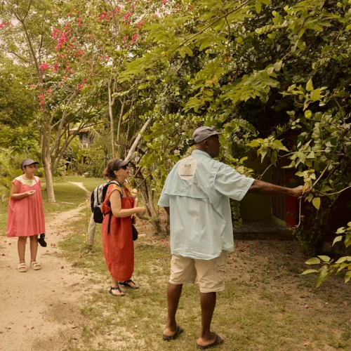 Garden and herbal tour at Palmento Grove, Hopkins, Belize