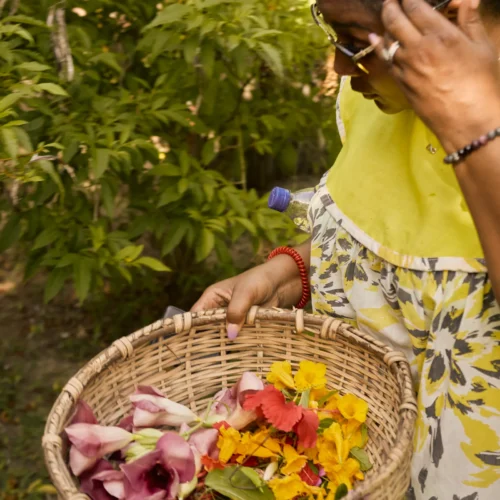 Freshly picked herbs and flowers in a basket in the garden at Palmento Grove, Hopkins, Belize