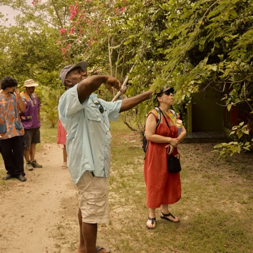 A guide pointing out plants to guests on the garden and herbal tour at Palmento Grove, Hopkins, Belize